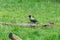 Hooded gray crow sits on stump rotten tree. Corvus cornix.