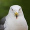 Hooded gull