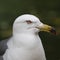 Hooded gull