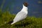 Hooded gull