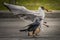 Hooded gull steals food