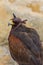 Hooded Harris Hawk   Parabuteo Unicintus