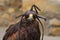 Hooded Harris Hawk ( Parabuteo Unicintus )