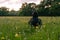 A hooded man sitting in a meadow, back to camera. surrounded by buttercups. Watching the sunset