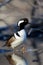 Hooded Merganser