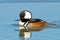 Hooded Merganser