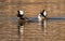 Hooded Merganser