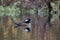 Hooded merganser bird floating on a calm pond