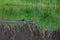 Hooded Merganser couple swimming in a lake