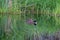 Hooded Merganser couple swimming in a lake