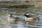 Hooded merganser couple in water