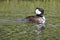 Hooded Merganser Duck, Male