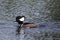 Hooded Merganser Duck, Male