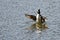 Hooded Merganser Floating with Outstretched Wings