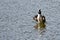 Hooded Merganser Floating with Outstretched Wings