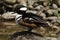 Hooded merganser Lophodytes cucullatus