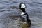 Hooded merganser, lophodytes cucullatus