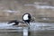 A Hooded merganser male with fish swimming in local pond in Ottawa, Canada
