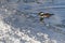 Hooded Merganser Swimming in a Cold Slushy Winter River