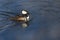 Hooded Merganser Swimming in a Cold Slushy Winter River