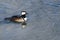 Hooded Merganser Swimming in a Cold Slushy Winter River