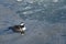 Hooded Merganser Swimming in a Cold Slushy Winter River