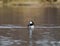 Hooded Merganser swimming and feeding in a lake