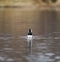 Hooded Merganser swimming and feeding in a lake