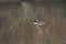 Hooded Merganser swimming and feeding in a lake