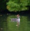 Hooded Merganser swimming in a lake