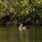 Hooded Merganser swimming in a lake