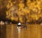 Hooded Merganser swimmingand feeding in a lake