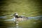 Hooded merganser in water.