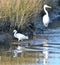 Hooded Mergansers led the way for the egrets as they search for small prey