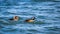 Hooded mergansers ` Lophodytes cucullatus `