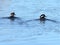 Hooded Mergansers ply the waterway in the north Florida swamp