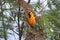 Hooded Oriole