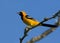 Hooded oriole