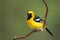 Hooded Oriole