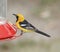 Hooded Oriole