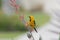 A Hooded Oriole perched on the flower stem of a Red Yucca plant