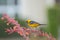 A Hooded Oriole perched on the flower stem of a Red Yucca plant