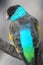 Hooded parrot