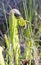 Hooded Pitcher Plant and flower, Sarracenia minor in Okefenokee National Wildlife Refuge Georgia USA