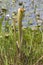 Hooded pitcher plant in native habitat