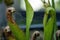 Hooded pitcher plant sarracenia minor