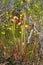 Hooded Pitcher Plants, Okefenokee Swamp National Wildlife Refuge, Georgia