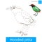 Hooded pitta bird learn to draw vector