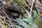 Hooded Pitta feeding baby with earth worm and ready to leave the mound nest in the next minute. Mother and babies bird