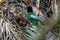 Hooded Pitta feeding baby with earth worm and ready to leave the mound nest in the next minute. Mother and babies bird